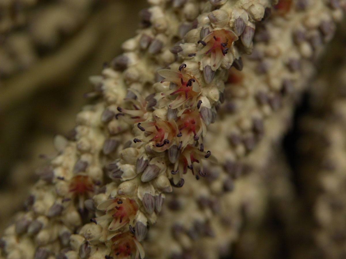 معرفی و راهنمای پرورش درختان میوه - نخل آسای